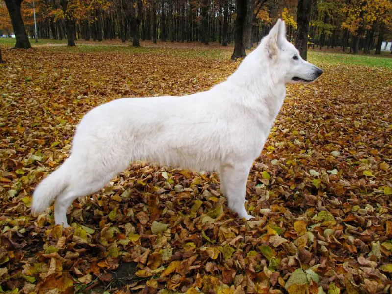 CASTA MĖNULIO ŠVIESA