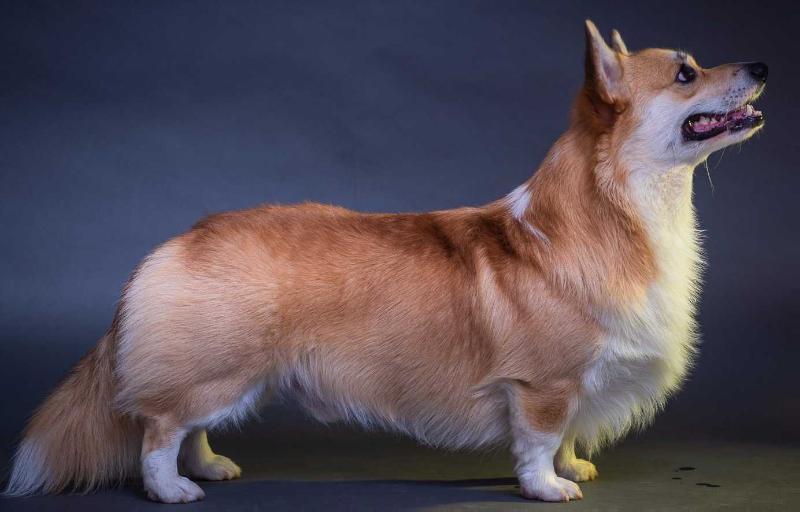 JCH IL, CH IL ,JCH CYP Sokol & K Unigue