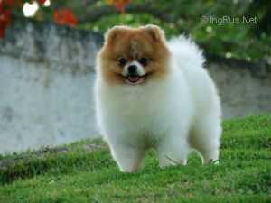 Ganache's Stunning Parti Boy