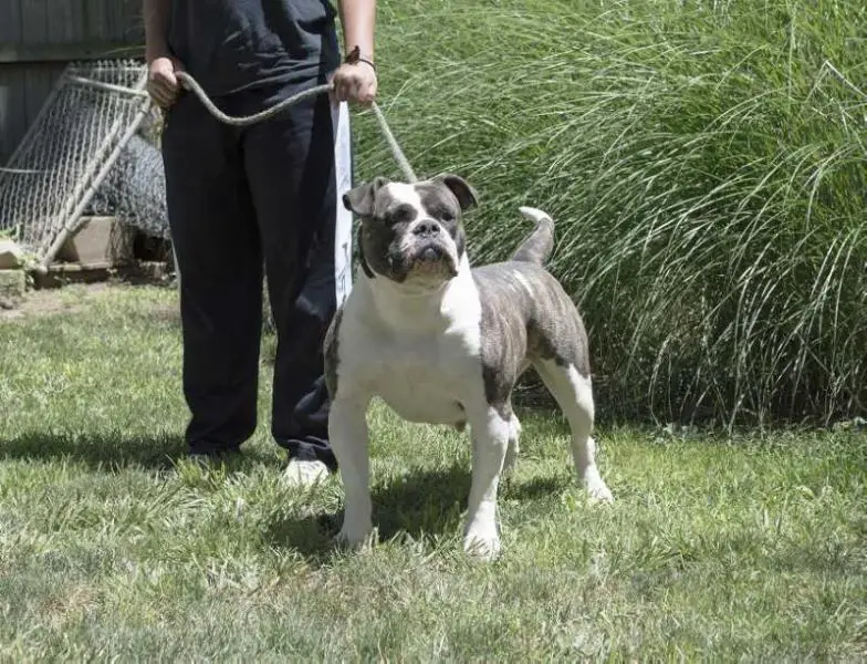 COH's Naughty Diamond