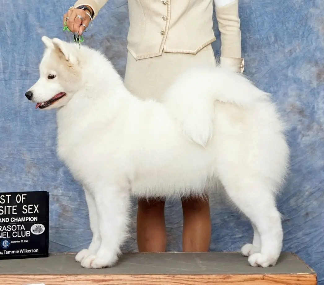 GCH Limelight One Tough Cookie