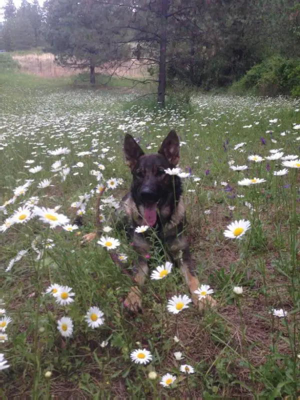 Kia von Wahrer Freund