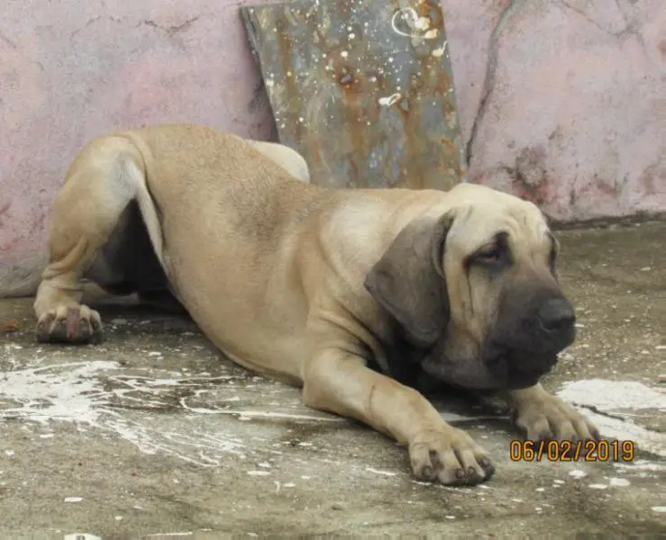 Fila Brasileiro page su Registerdog