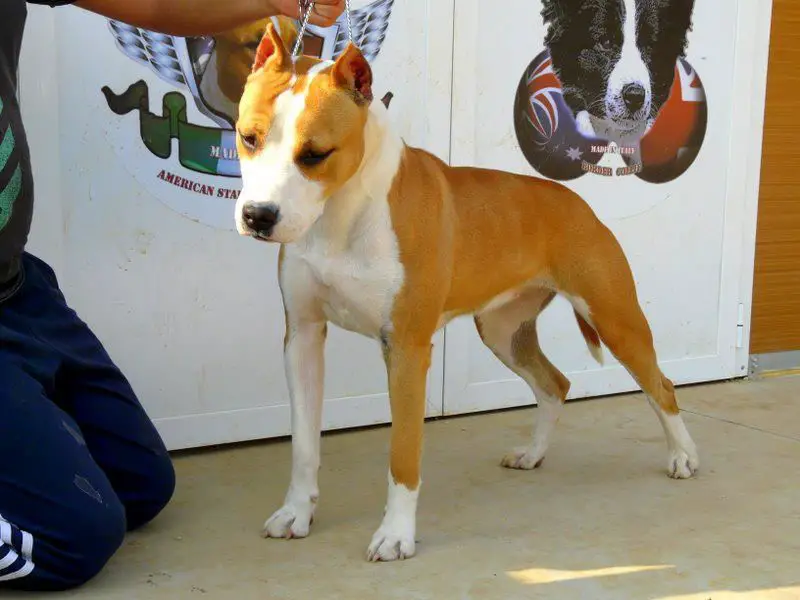 T.I.K. Production California Girl Lilly