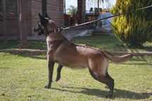 Flecha lozano