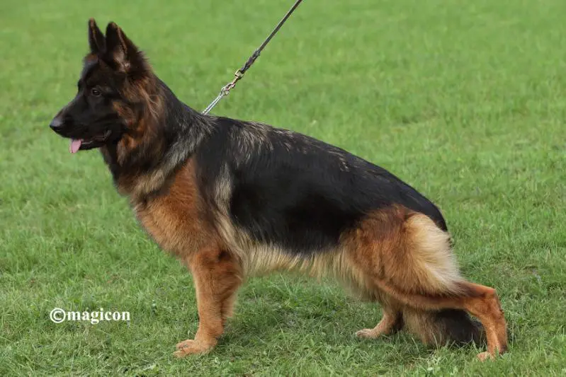 Kiwi von der Tscheppaschlucht