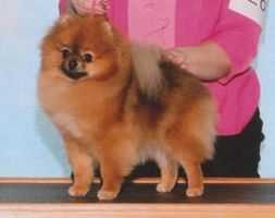 Ch. Legenz All About That Ballofur