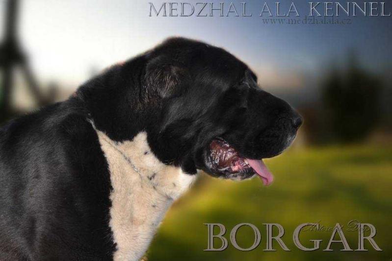 INT GRCH OF RUSSIA AVTORITET DOGS BORGAR