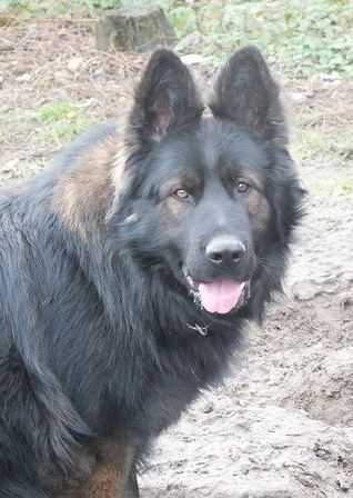 Okito von der Seisenburg