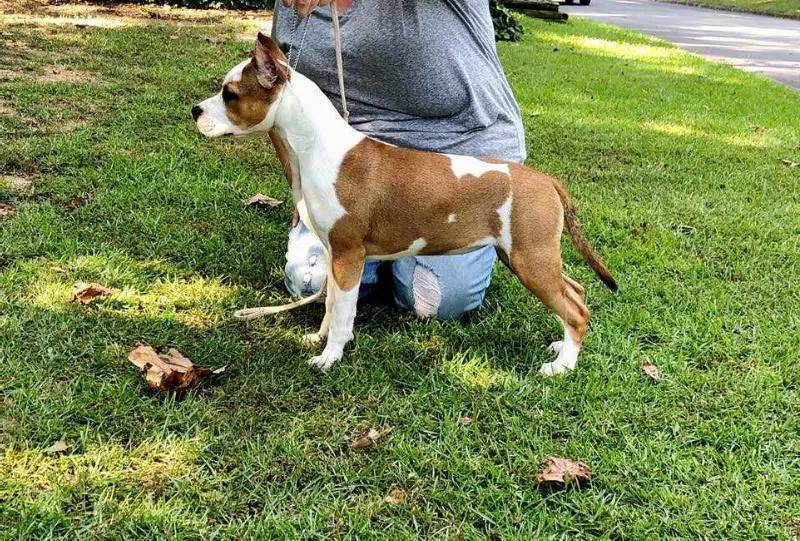 Cimar's Forbidden Tryst