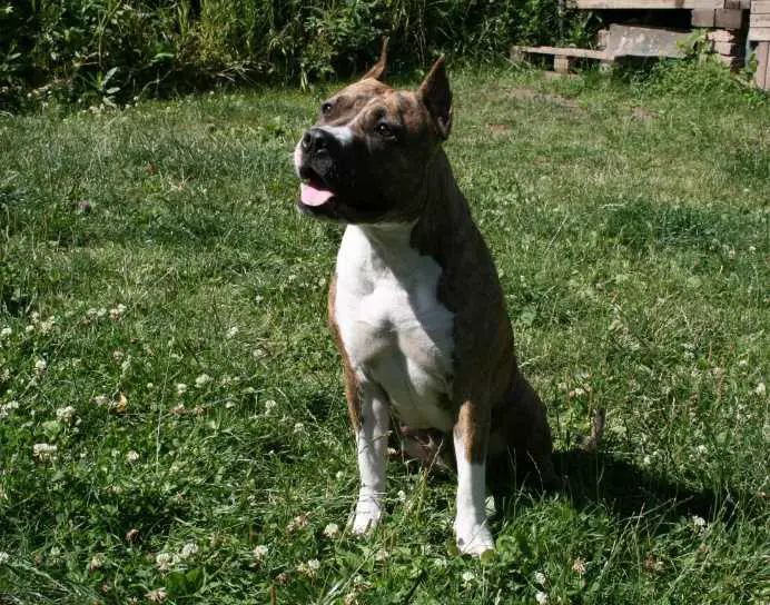 Evgenika Esteva iz Doma Dendy