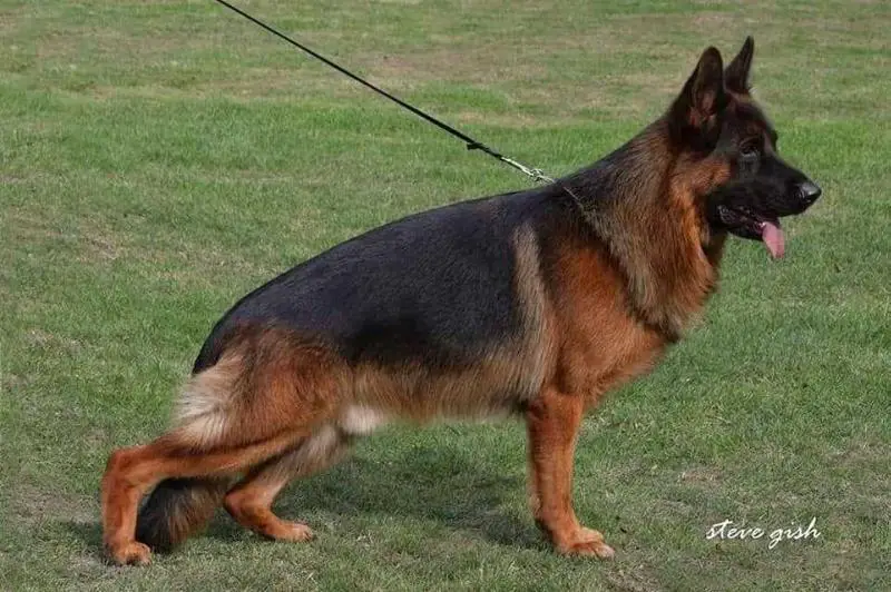 SG7 JHKL BSZS 2018 Zampano vom Heerbusch