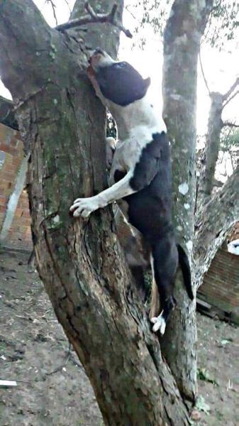 Harley Quinn Blood of Warriors