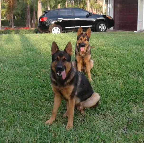 Rambo Hernan Van Rossland