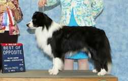 GCH Royal-Mvr Flip of The Coin