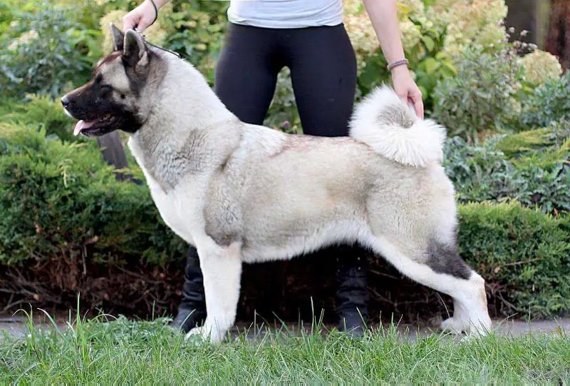 Hillary GabriTho Pibaro