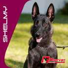 Sheimy FCM GA-9957-D (Kuri)