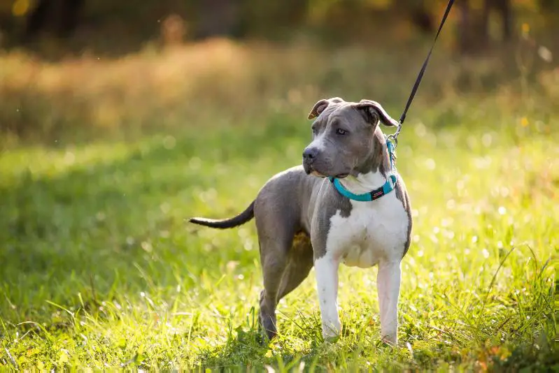 Harmony Gryffindor Amo la Vida