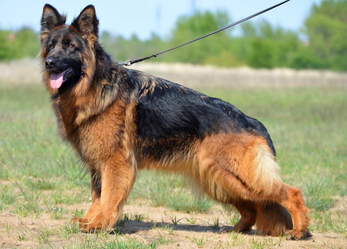 Esta Rob-Kruan (FCI)