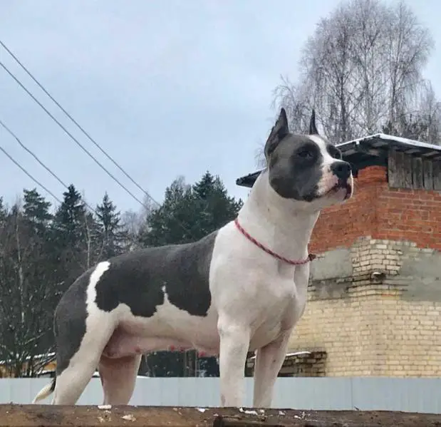 TOP SECRET FORTS ZODIAC