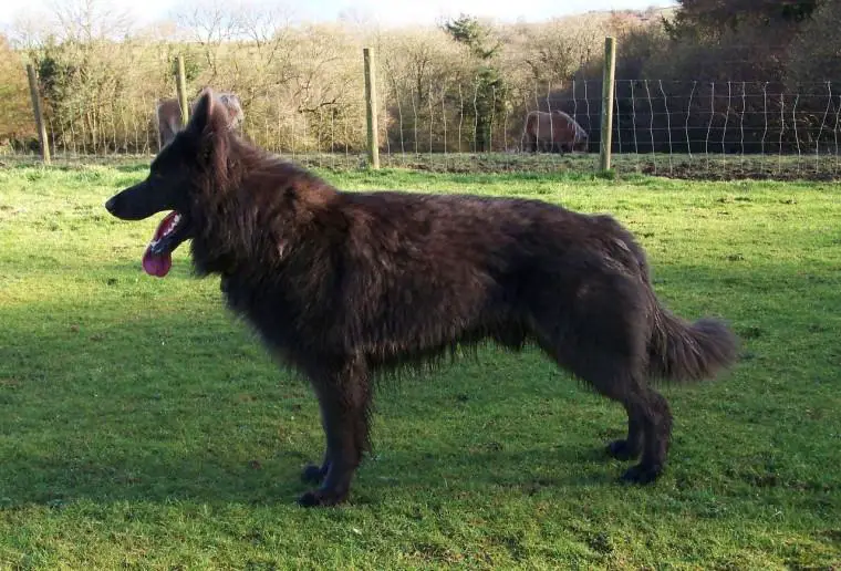 Buffalo Bleu Bertie