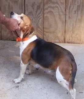 Sandman's Dreamcatcher