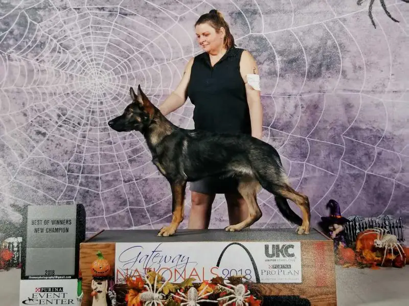 UKC CH VP Thunderpaws Odin Vom Dergeo