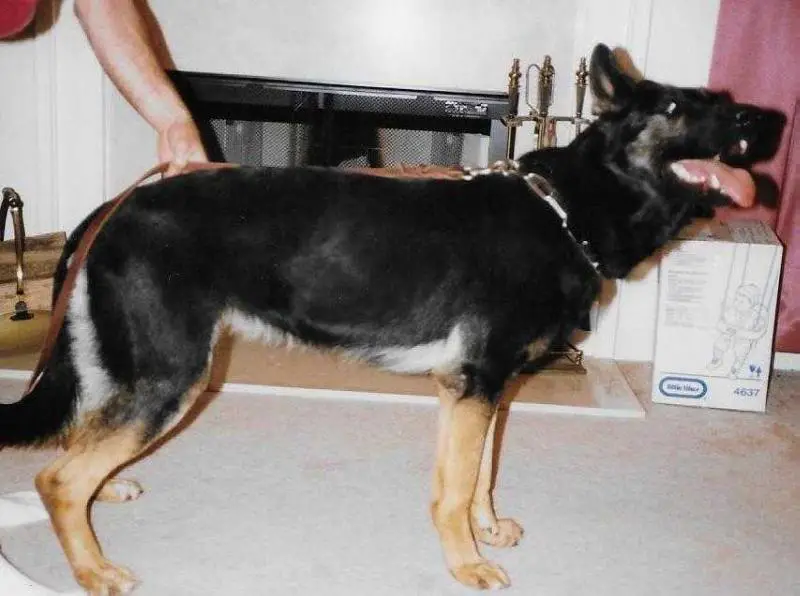 Cykki z Kainarova dvora