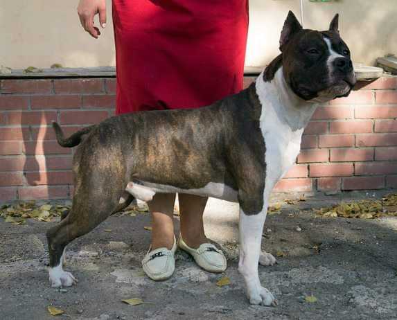 CAC Anzheda's Pride Best in Show