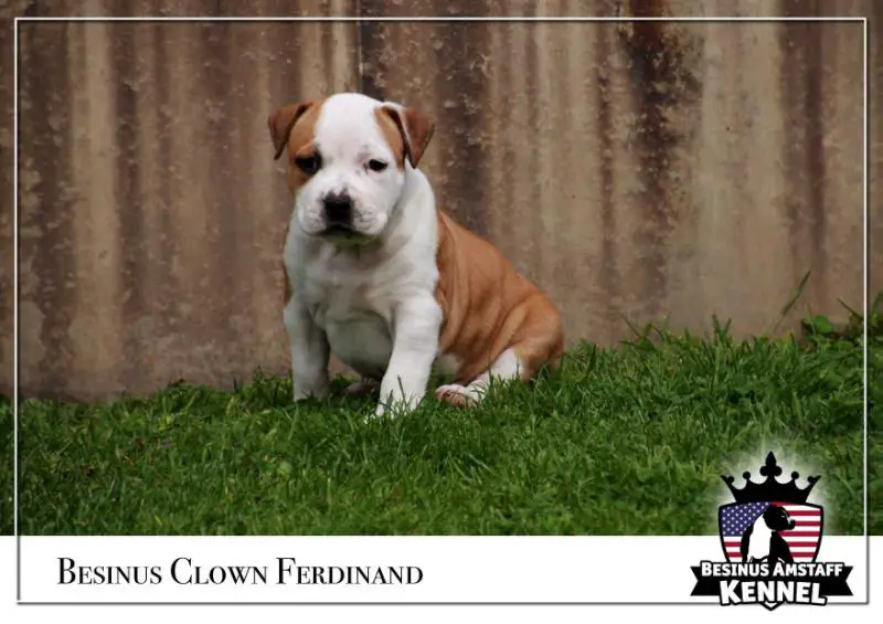 Besinus Clown Ferdinand