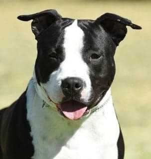 RUBISS RUBIS Ch Innacovenant Winner Takes All (ai)