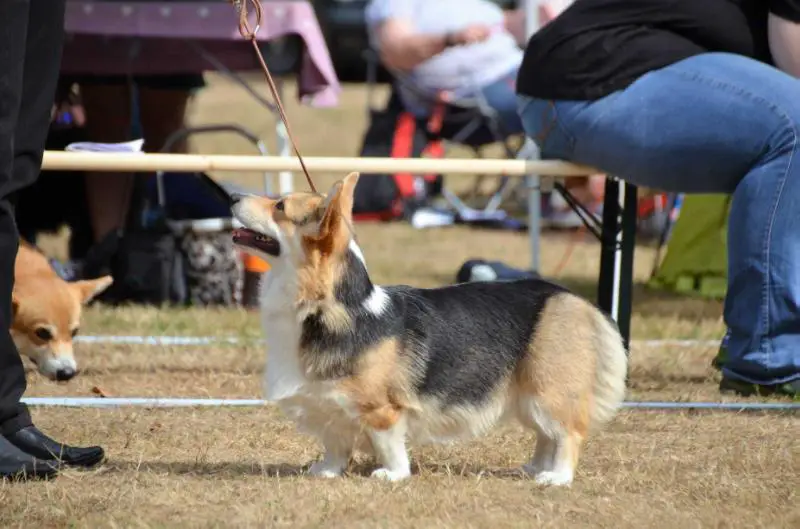 Academia Canis Bentley