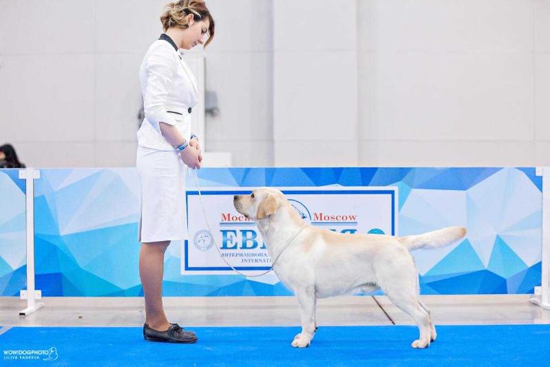 Gr Ch RUS; Ch Club, Ch RUS, JCh RUS, JCh Club Mega Drive Von Osten Herz