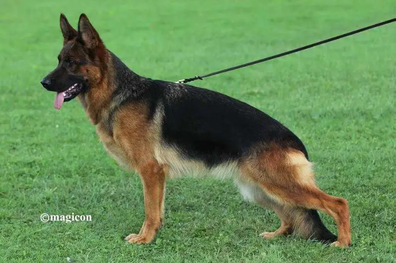 V 15 BSZS 2018 Quepsi Vom Team Hühnegrab