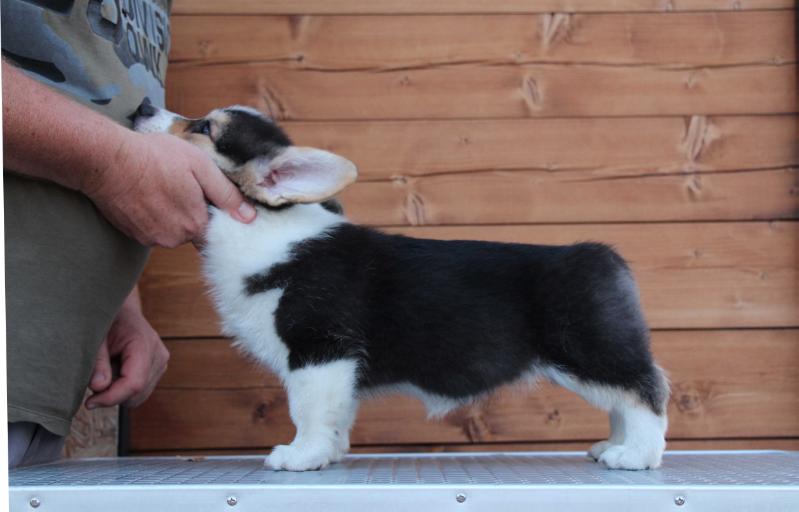 SHELPRIZ ARANCHA DI KAPRI