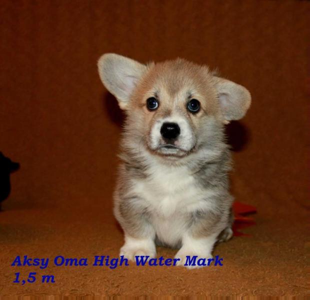 Aksy Oma High Water Mark