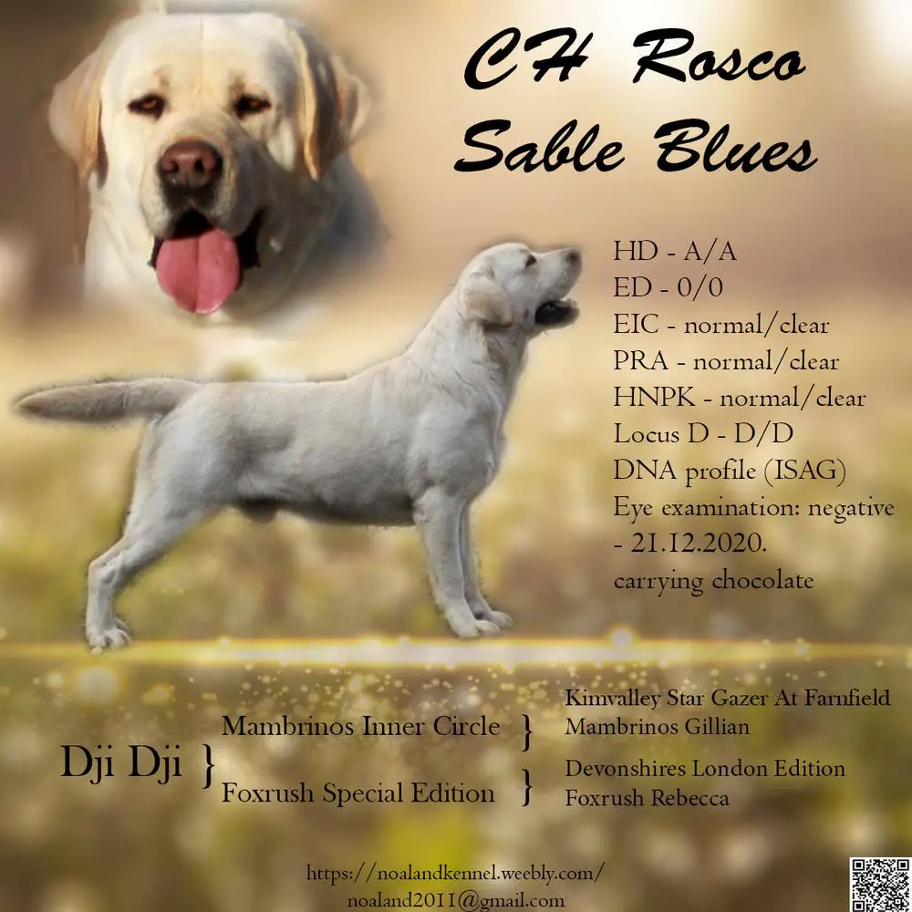 CH HR Rosco Sable Blues