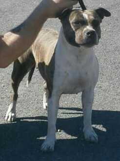 Miss'y of news paquis