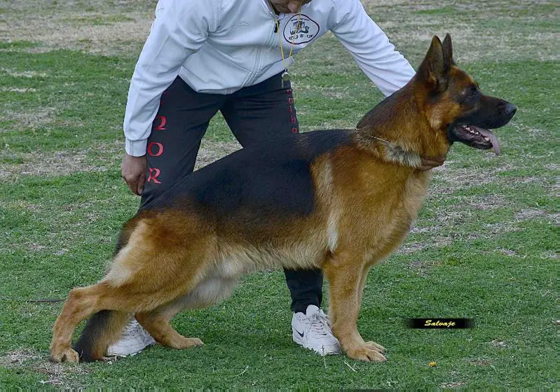 SG1 SECPA 2018 Thor I de Marina-Can