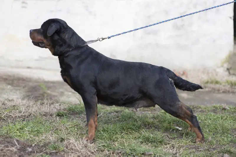 Assy von der Absoluten Auswahl