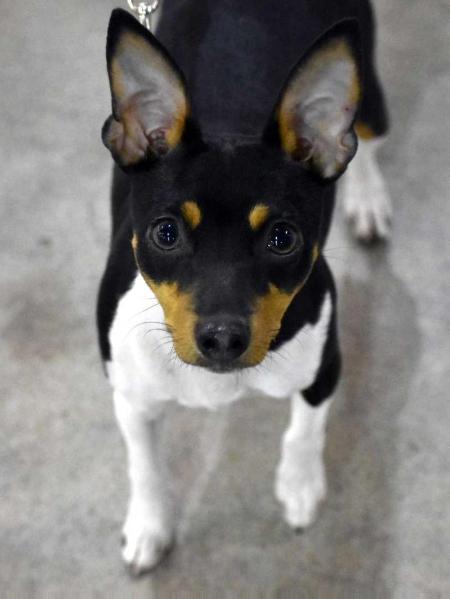 CH Miakoda Gunpowder N Lead