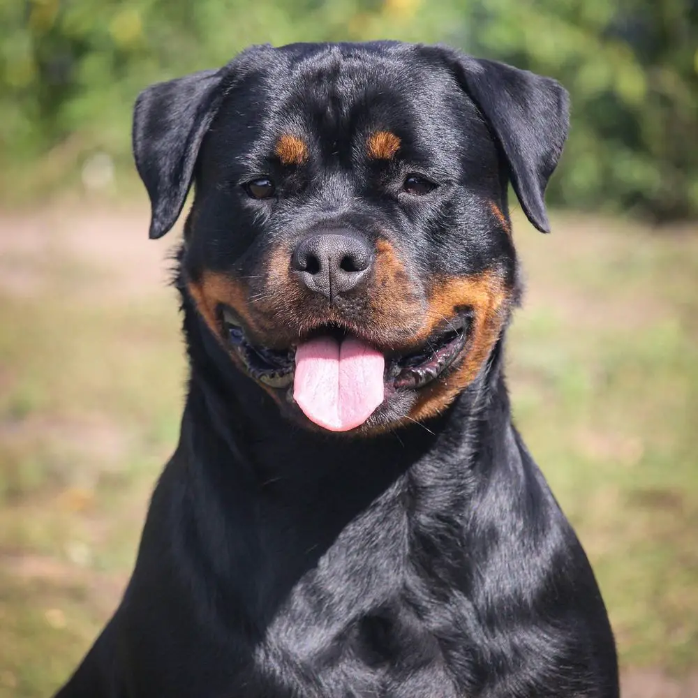 ZARREUSS CALM BEFORE THE STORM