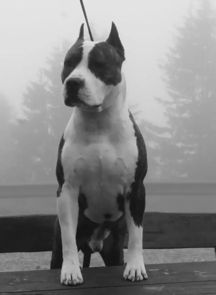 Siberian Roulette Admiral King of Ring's