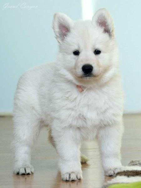 KIND OF MAGIC Grand Canyon