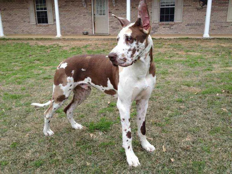 Gr8dd's Chocolaty Klymaxx