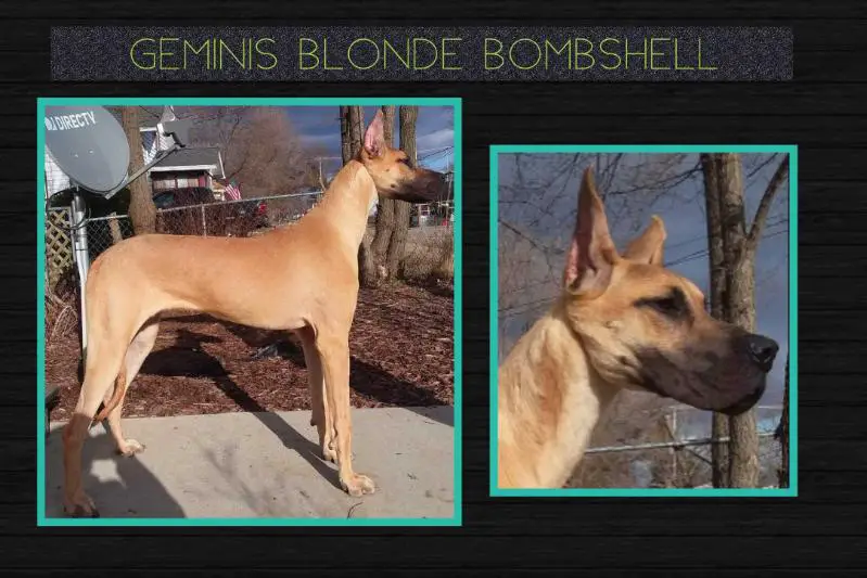 Gemini Blonde Bombshell
