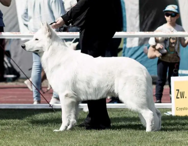 C.I.B. , Ch PL, Ch LT,Ch EE, LT Winner 2020, JCH PL, JCh LT Absolute White Chocolate ISIDORO