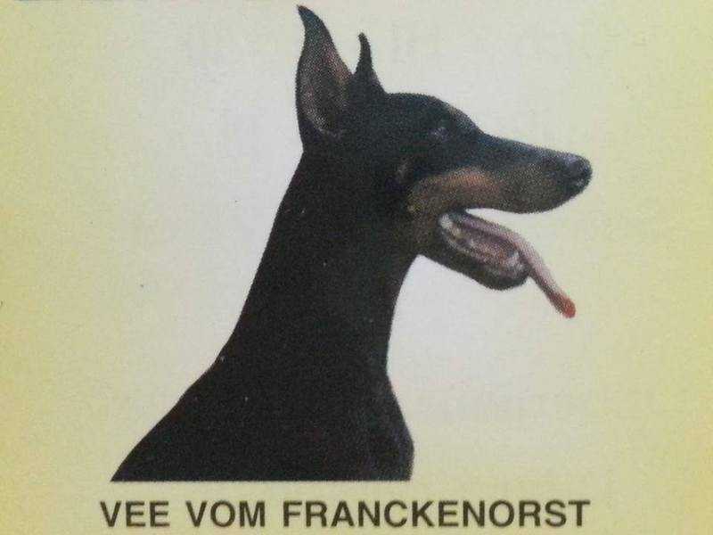 Vee vom Franckenhorst