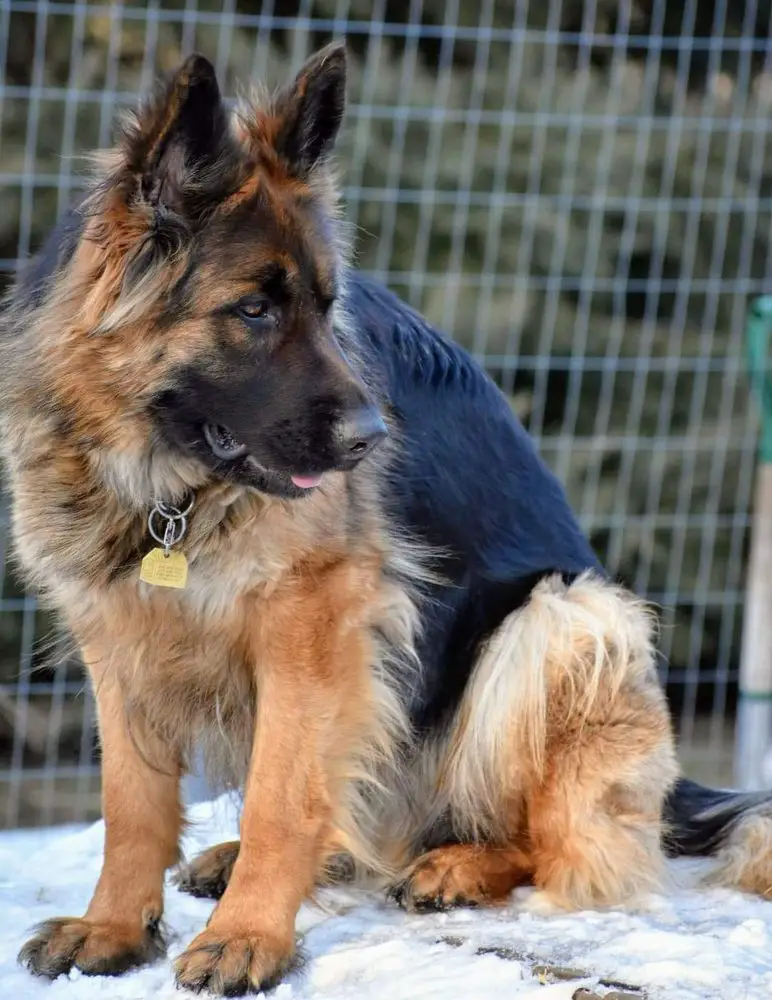 Genesis vom Demina Hof