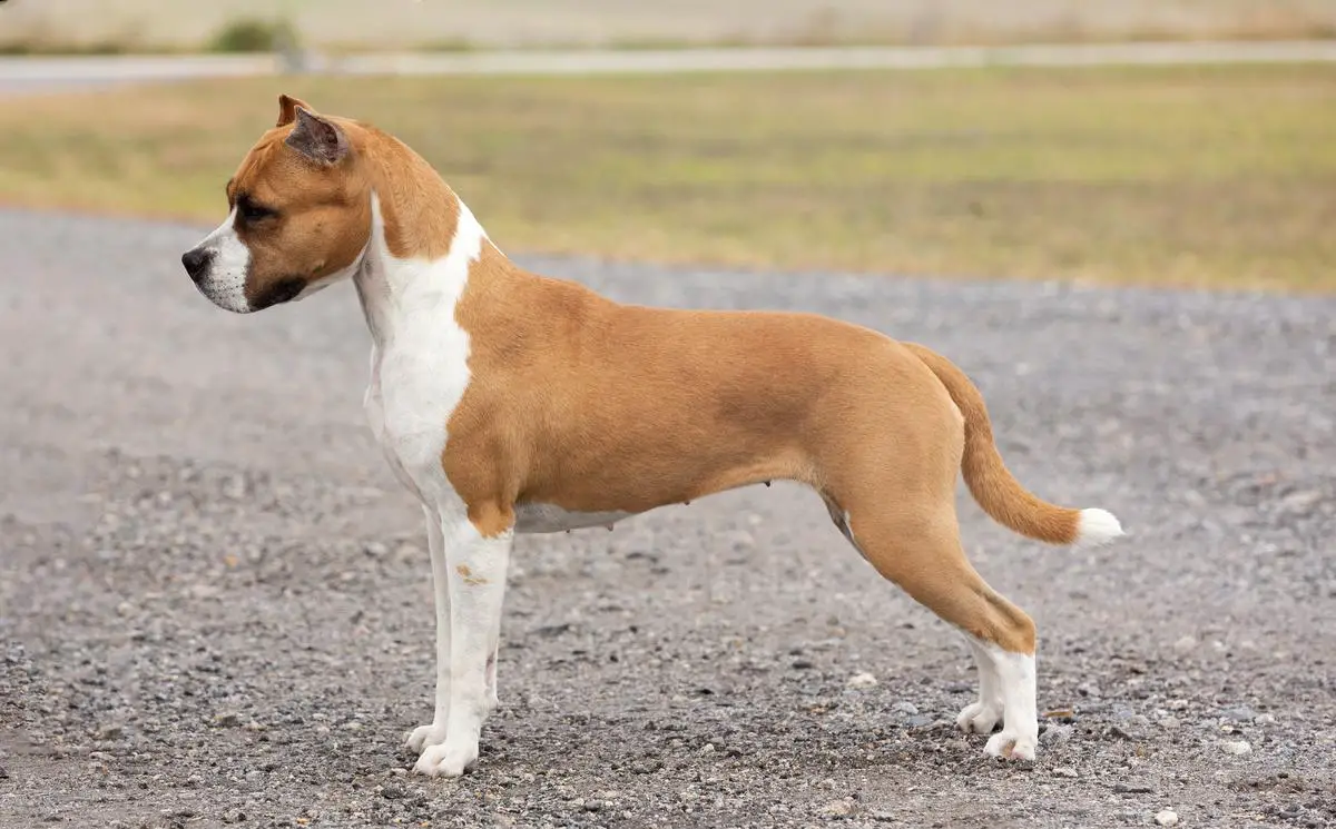 AKC CH Vaca Valley Castle Rock Special Delivery
